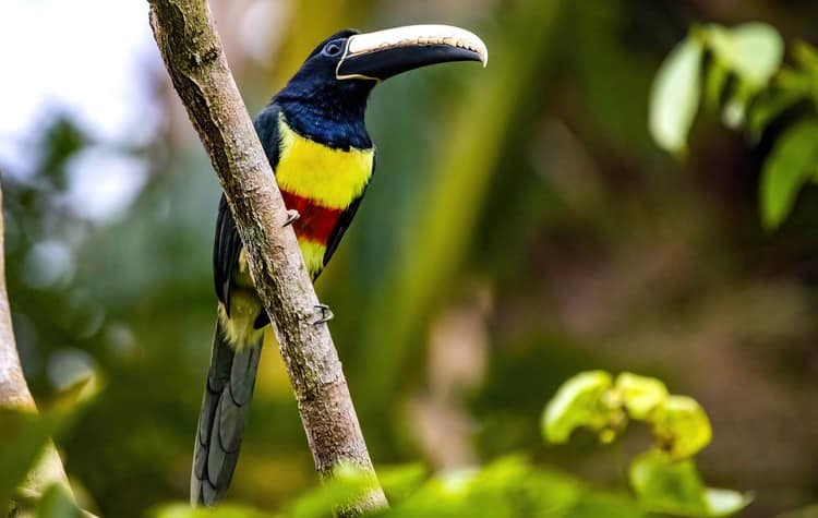 The Wildlife and Biodiversity Colombia
