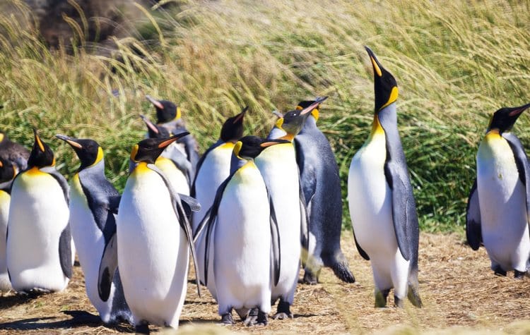 When to See Patagonian Penguins