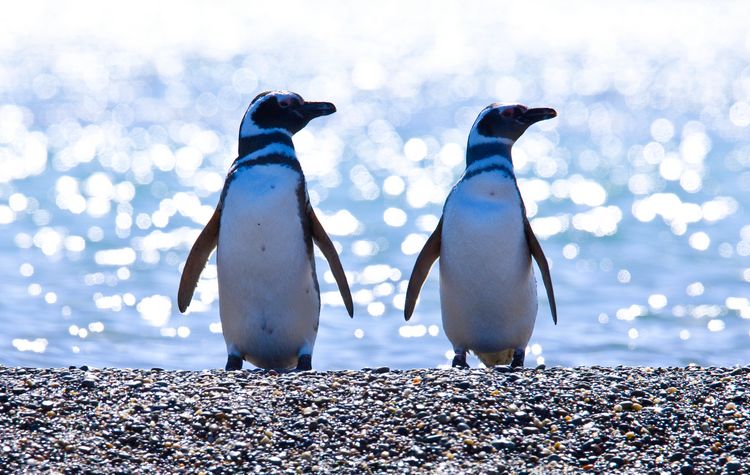 Magallanes Penguins 