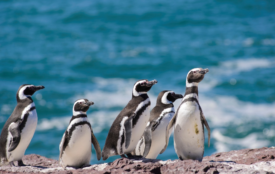 5 Things to know when visiting Isla Magdalena Penguin Island