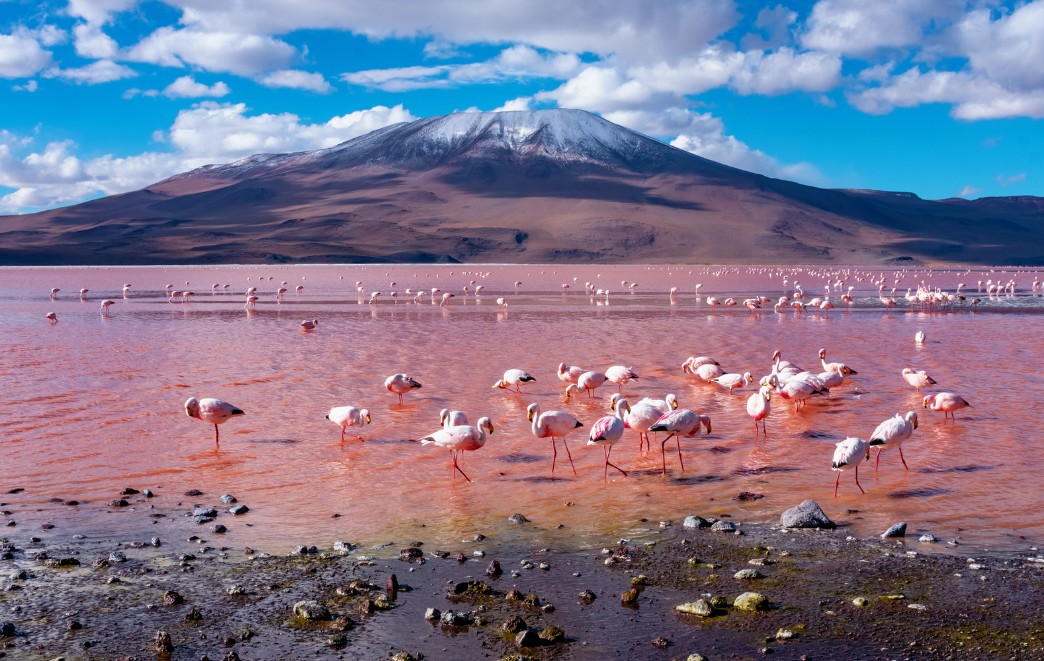Laguna Colorada, Bolivia_ Everything you need to know before visiting