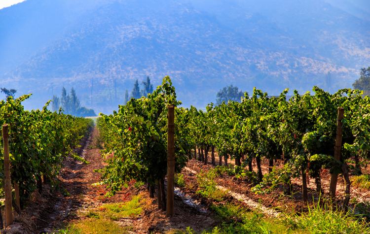 Fajardo Winery and its Vineyards