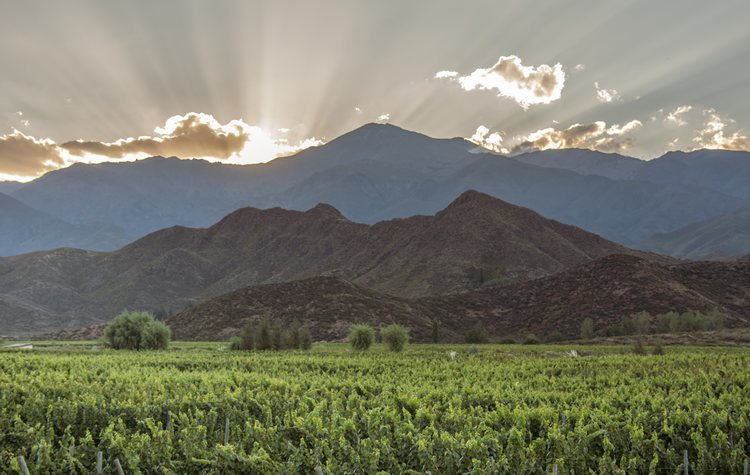 vineyards in Mendoza Argentina