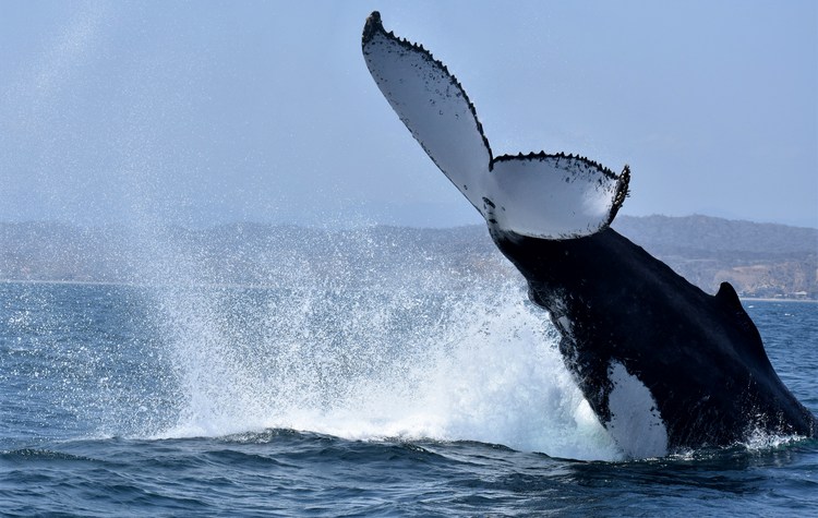 Best Time to Visit Peru for Whale Watching