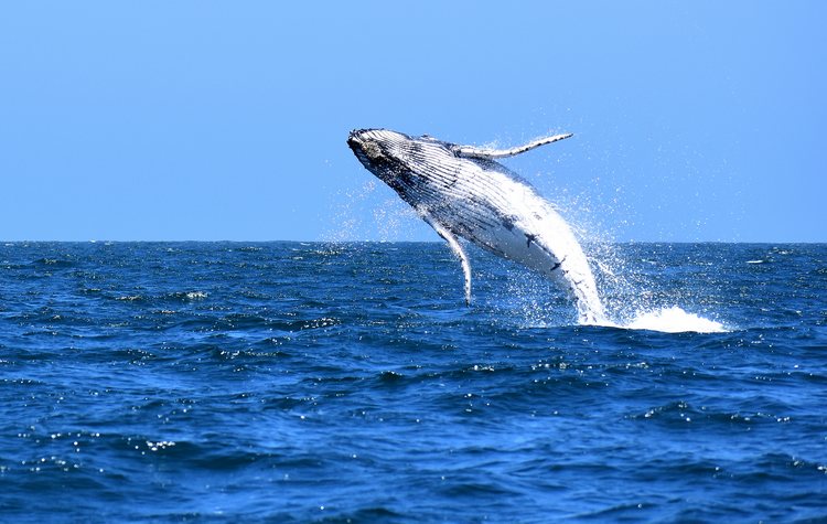 Where to go Whale Watching in Peru