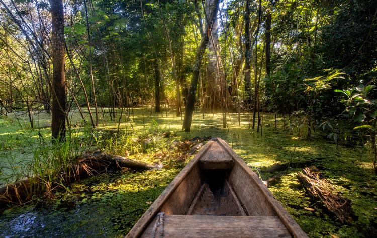 Jungle Tours in the Amazon Basin