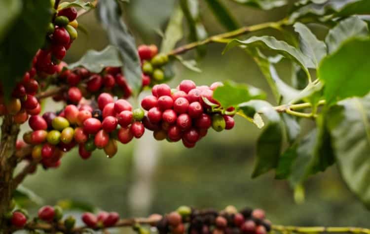 Coffee Tour in Chanchamayo