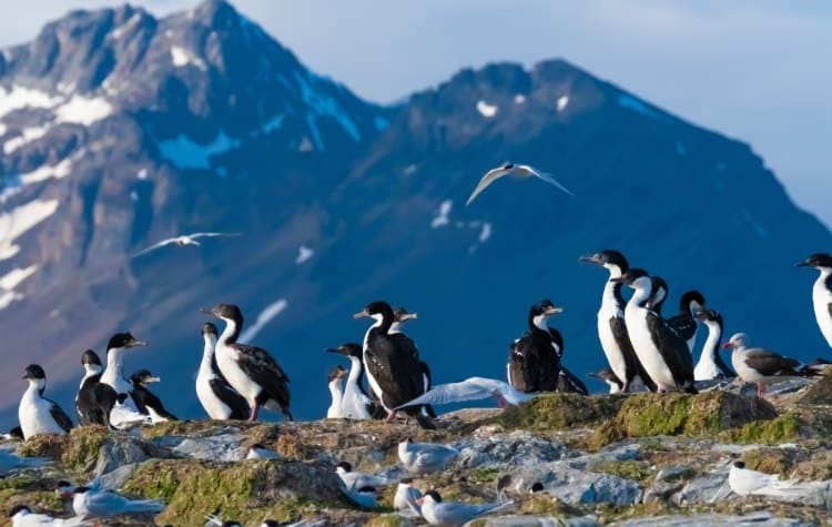Penguin Encounters at Tierra Del Fuego