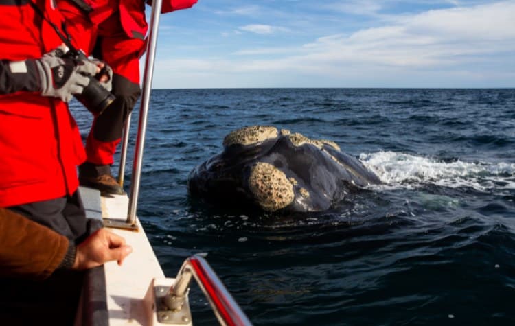 Whale Watching in Puerto Madryn