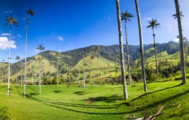 Cocora Valley Colombia Travel Experiences