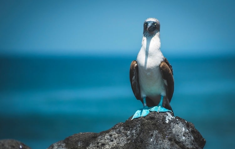 Find the blue-footed boobies
