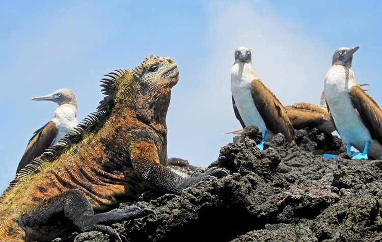 Galapagos Ecuador Bucket List