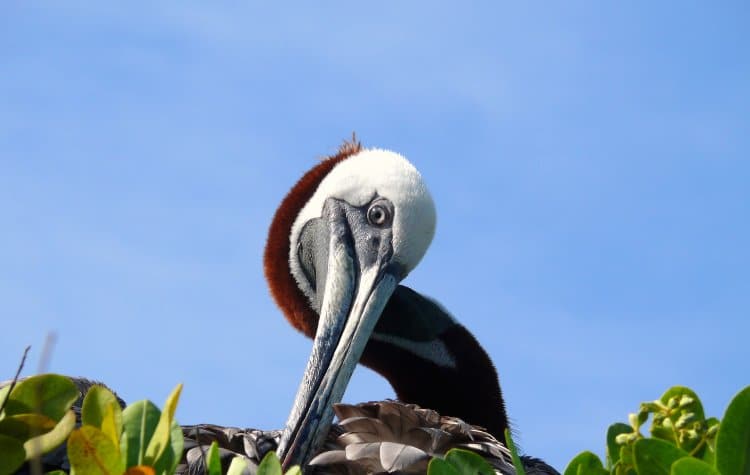 Get a Bird’s-Eye-View on Genovesa Island