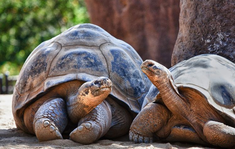 Get up close with giant tortoises