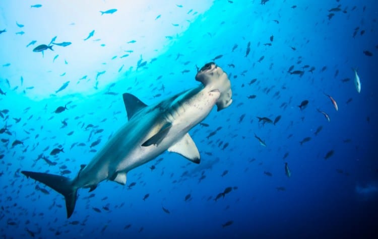 Swim with hammerhead sharks