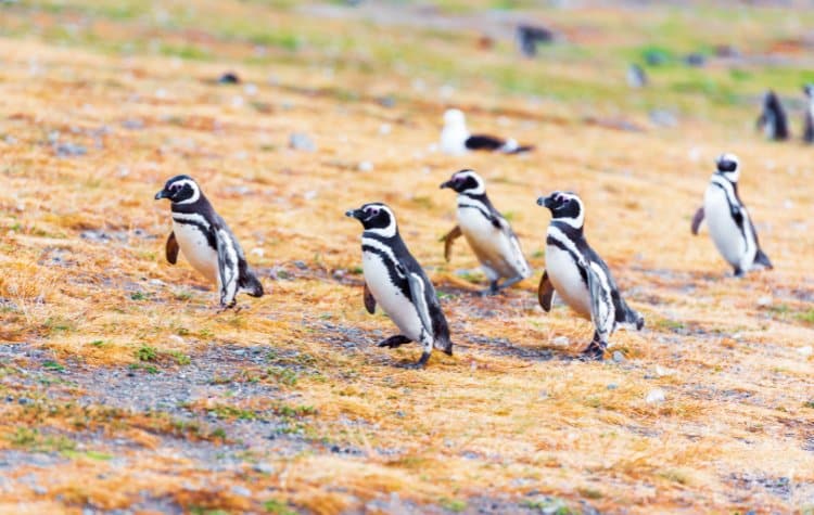 Wildlife Lovers Should Visit The Penguin Colonies of Isla Magdalena