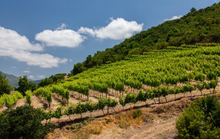 Wine Tours in the Colchagua Valley