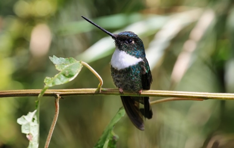 Discover Hidden Gems For Birders In Cosanga