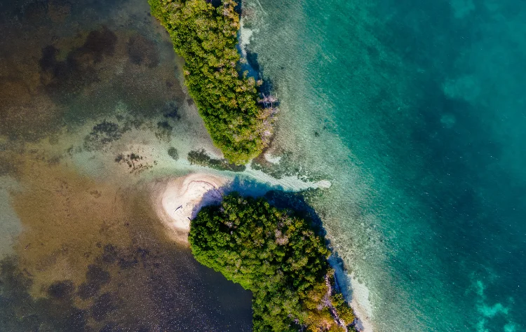The Pacific Coast Remote Biodiversity
