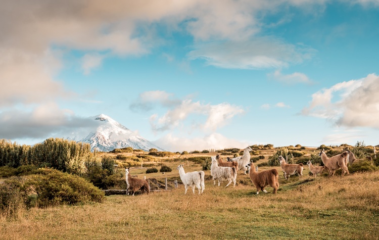 Three Ways To See The Imposing Cotopaxi Volcano