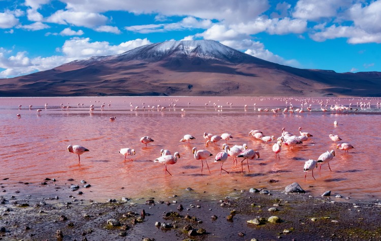 Flamingo-filled Lagoons A Wildlife Haven