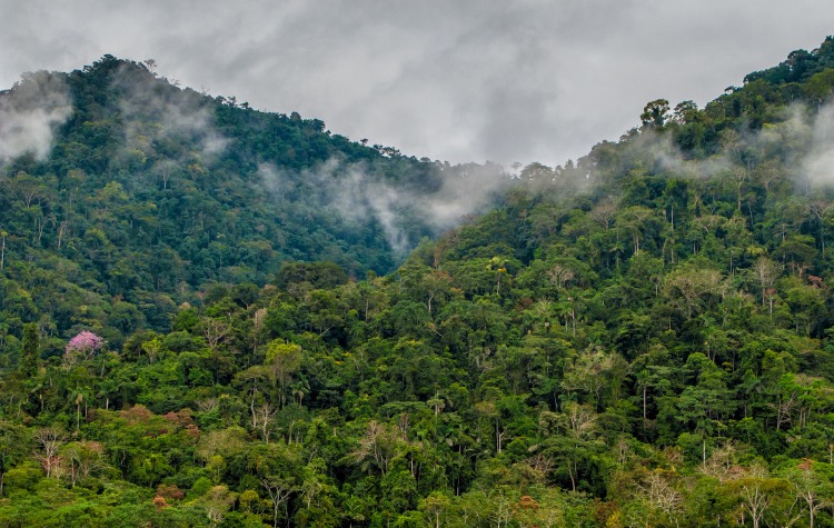 Manu Biosphere Reserve Amazonian Biodiversity Unveiled