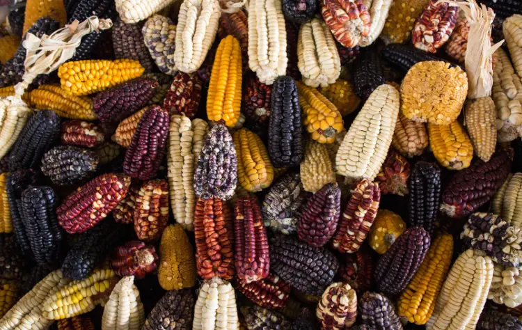 The Sacred Valley and the Origin of Ingredients