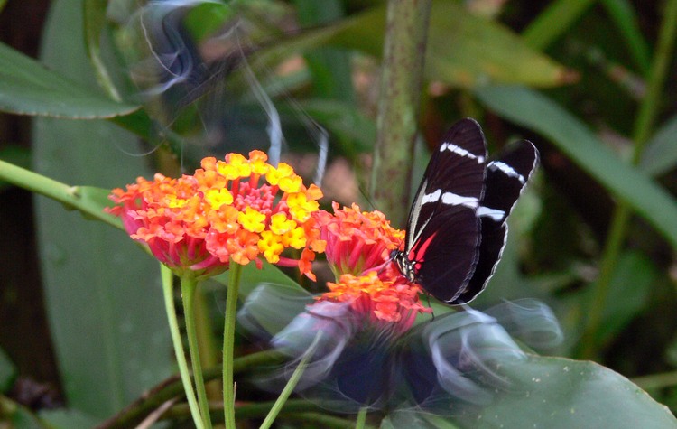 Pilpintuwasi Butterfly Farm Peru
