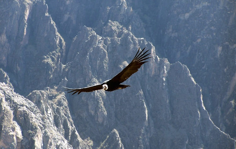 Condor in the Colca canyon