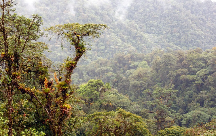 Ecuadors Cloud Forest