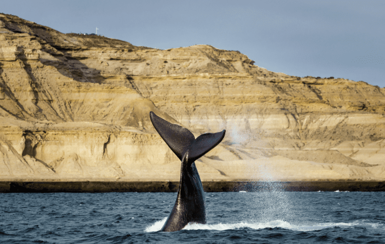 Embark on A Whale Watching Adventure In Patagonia