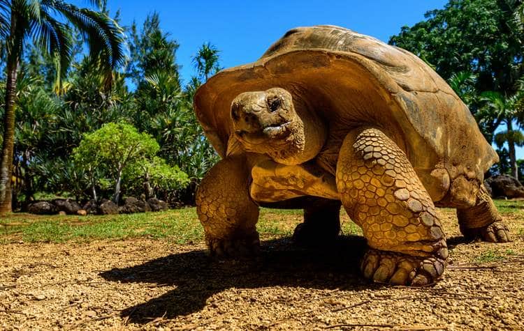 Galapagos gigant tortoise