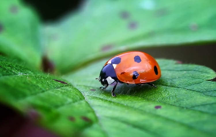 Ladybugs bring good fortune