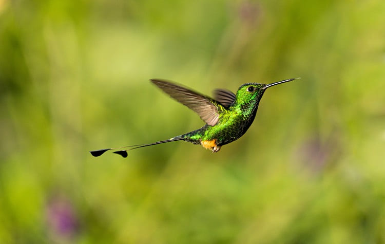 Marvelous Spatuletail Hummingbird