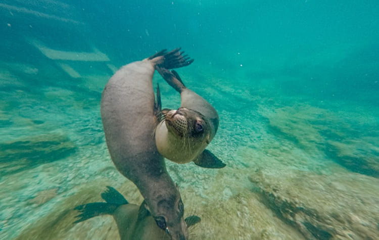 Scuba dive around the Galapagos