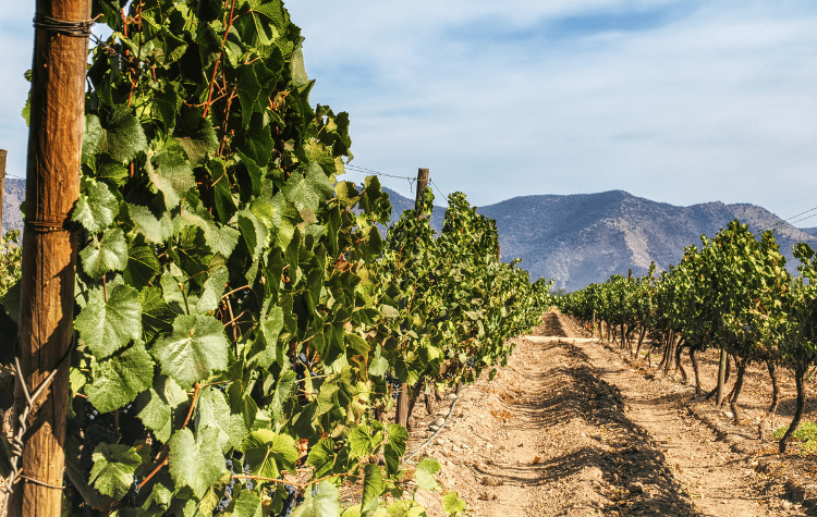 Take The Scenic Route As You Hike Through The Vineyards Of Mendoza