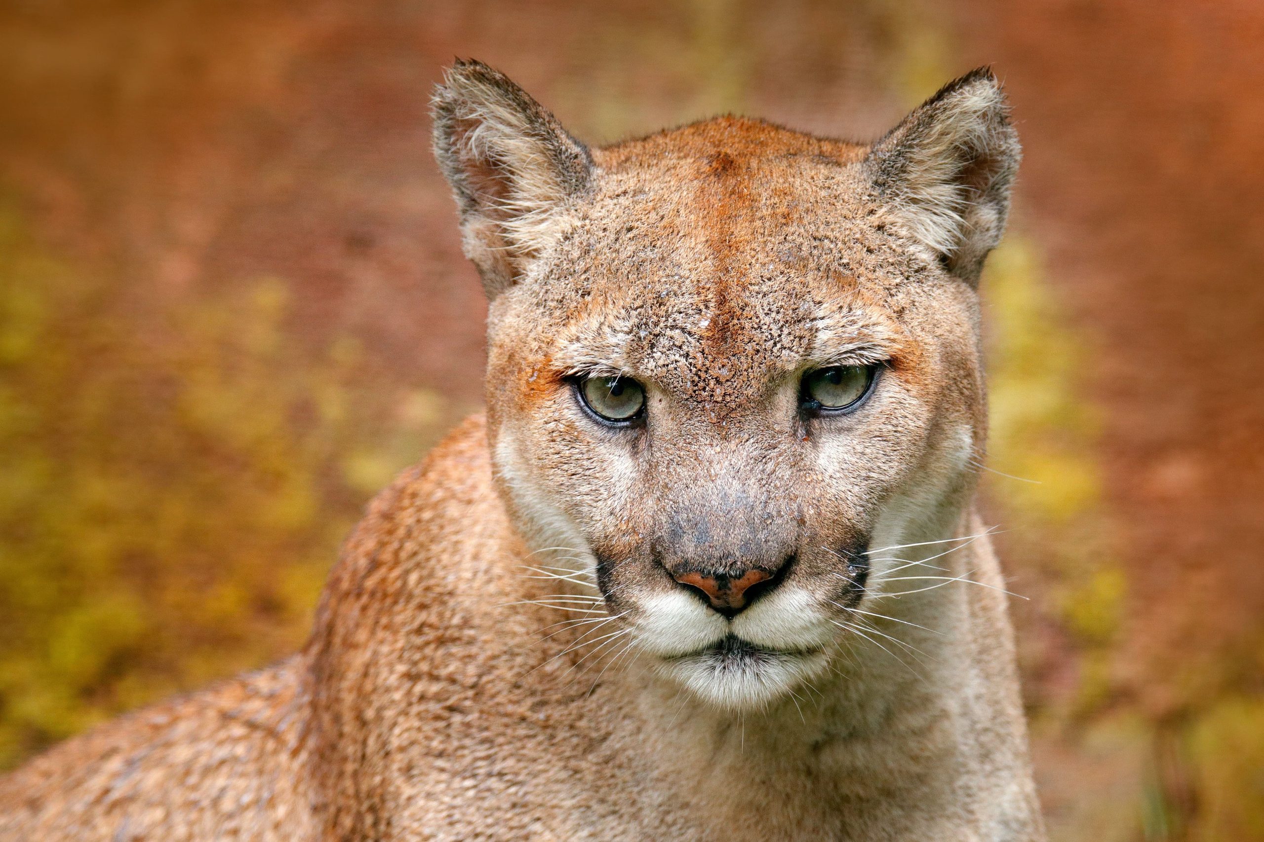 The Fiercest Feline of the Andes and the Amazon The Puma