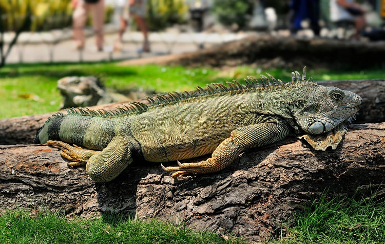 when to visit guayaquil iguana