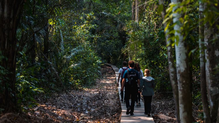 Explore the Rainforest Up Close