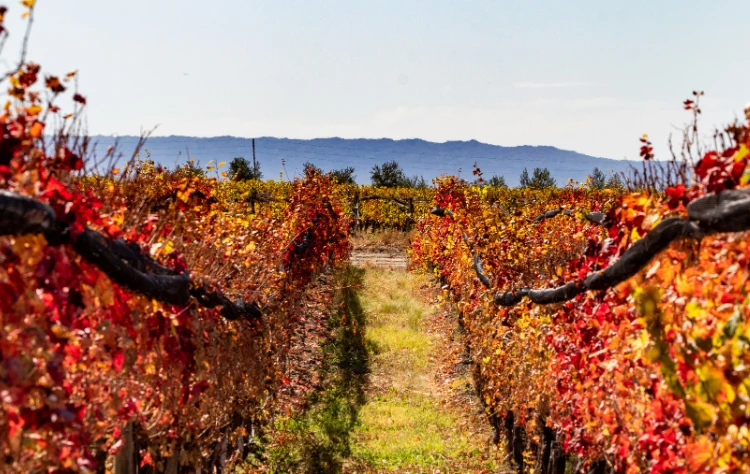 Mendoza and Wine Country