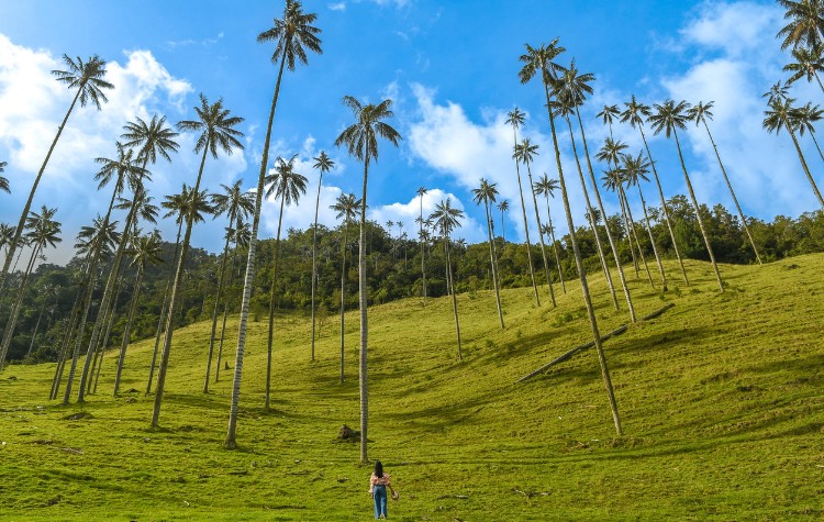 Cocora Valley Trekking Among Towering Wax Palms