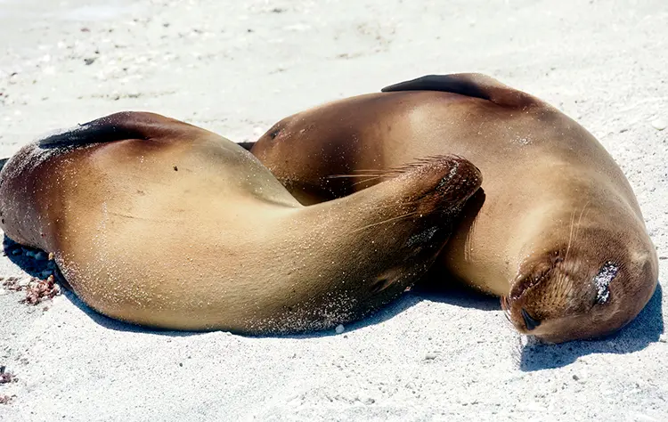 Daily Life on a Luxury Cruise Galapagos