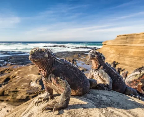 Luxury Cruise Galapagos