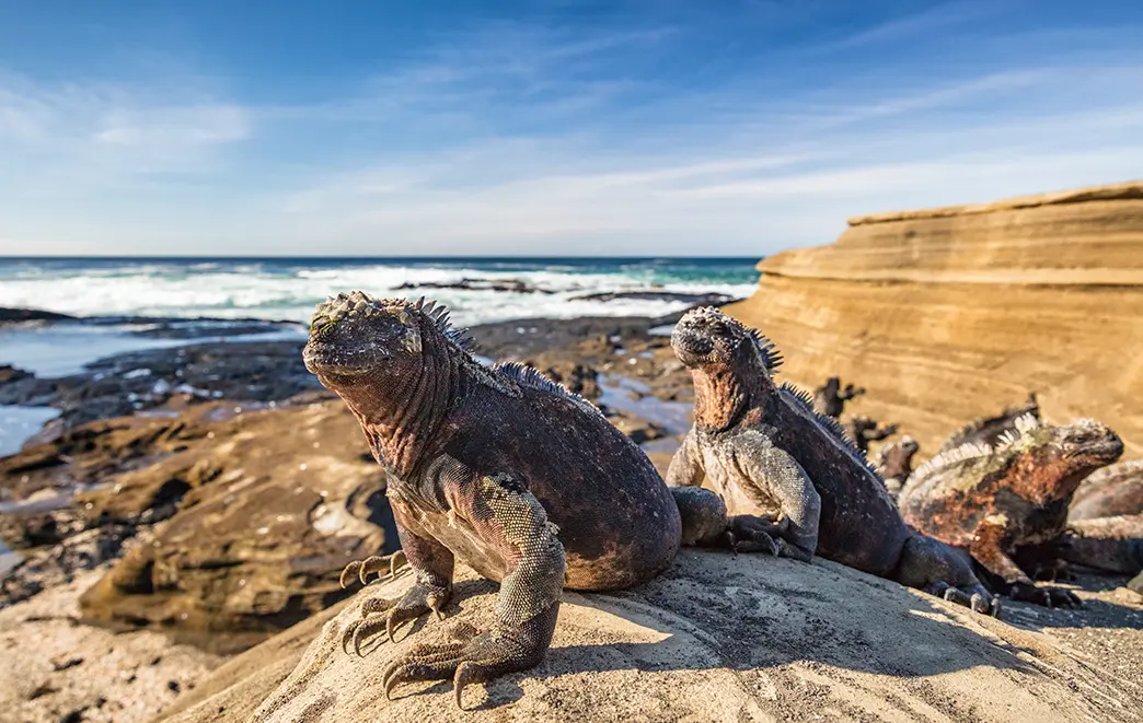 Luxury Cruise Galapagos