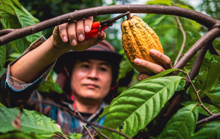 Cacao From the Amazon Basin