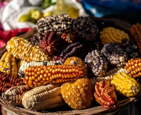 Peruvian Superfoods Ancient Nutrition