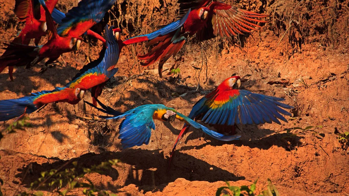 Machu Picchu and Amazon Tours | Bespoke Journey in Peru