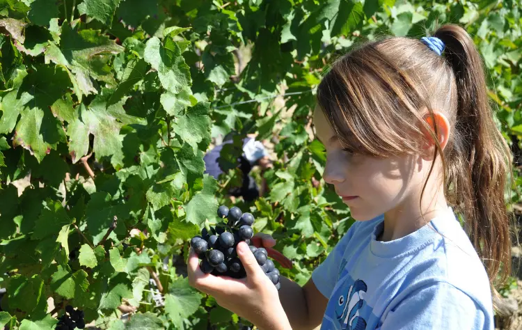 Mendoza_ Vineyards, Views, and Family Fun