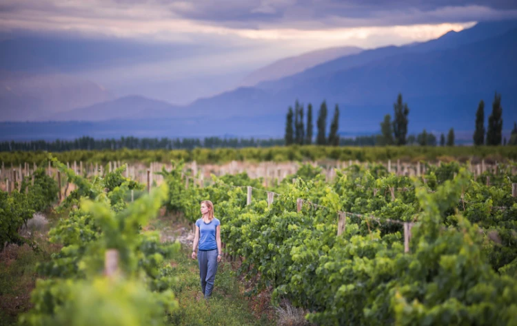 A Journey into Mendozas Wine Country