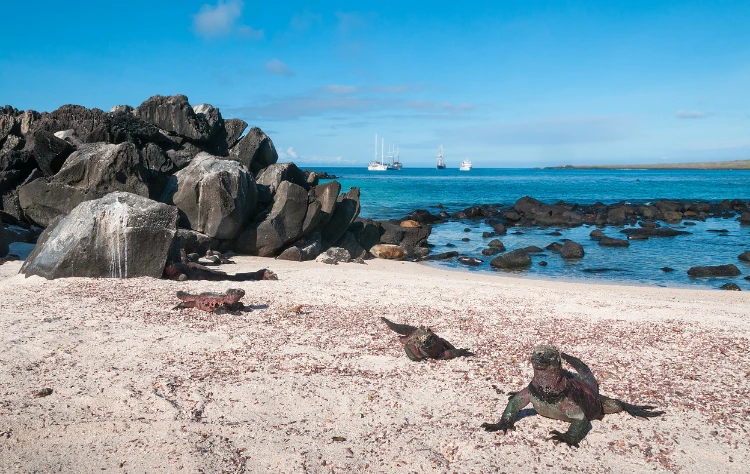 Benefits of Choosing a Private Galapagos Cruise